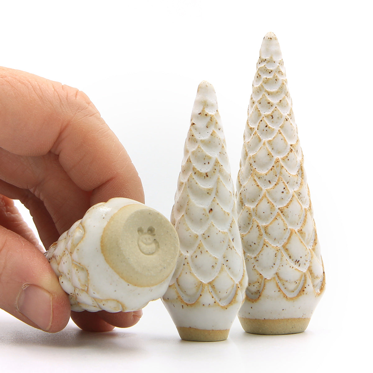 Schneekiefer - Weißfichte – Bild 3